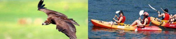Pack Kayak + Fauna